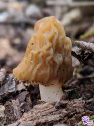 Attēlu rezultāti vaicājumam “Verpa bohemica”