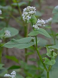 Attēlu rezultāti vaicājumam “Fagopyrum esculentum leaf”
