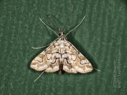 Attēlu rezultāti vaicājumam “Elophila nymphaeata”