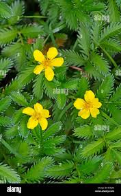 Attēlu rezultāti vaicājumam “Argentina anserina bud”