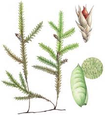 Attēlu rezultāti vaicājumam “Neckera pennata”