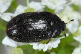 Attēlu rezultāti vaicājumam “Attagenus pellio”