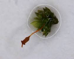 Attēlu rezultāti vaicājumam “Tortula truncata sporophyte”