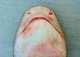 Image result for Triaenodon obesus