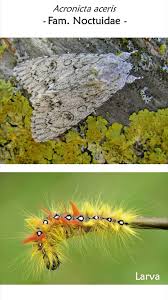 Attēlu rezultāti vaicājumam “Acronicta aceris larva”