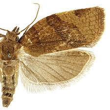 Attēlu rezultāti vaicājumam “Pandemis cerasana”