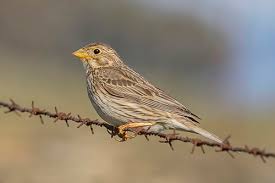 Image result for Emberiza calandra
