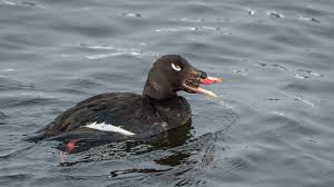 Attēlu rezultāti vaicājumam “Melanitta fusca”