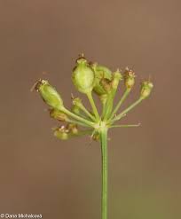 Attēlu rezultāti vaicājumam “Peucedanum oreoselinum leaf”