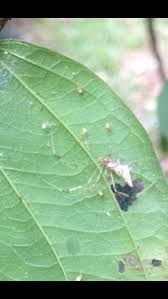 Attēlu rezultāti vaicājumam “Phylloneta cocoon”