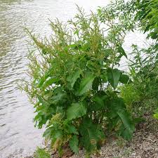 Attēlu rezultāti vaicājumam “Rumex obtusifolius”