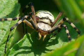 Attēlu rezultāti vaicājumam “Argiope bruennichi female”