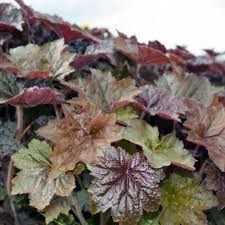 Image result for Heuchera `Palace Purple`
