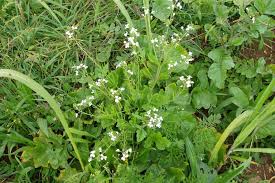 Attēlu rezultāti vaicājumam “Raphanus raphanistrum flower”