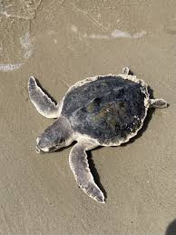 Image result for Lepidochelys kempii