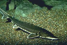 Image result for Acipenser oxyrinchus oxyrinchus