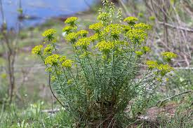Attēlu rezultāti vaicājumam “Euphorbia cyparissias”