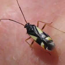 Attēlu rezultāti vaicājumam “Dryophilocoris flavoquadrimaculatus”