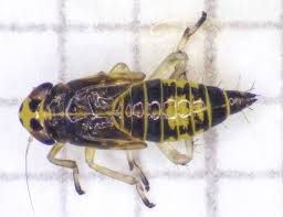 Attēlu rezultāti vaicājumam “Macrosteles nymph”