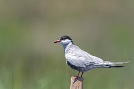 Attēlu rezultāti vaicājumam “Chlidonias hybrida”