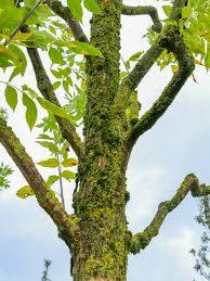 Attēlu rezultāti vaicājumam “Fraxinus pennsylvanica fruit”