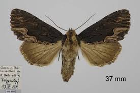 Attēlu rezultāti vaicājumam “Dypterygia scabriuscula”