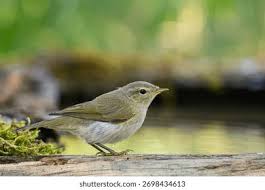 Attēlu rezultāti vaicājumam “Phylloscopus collybita adult”