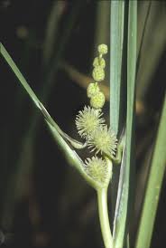 Attēlu rezultāti vaicājumam “Typhaceae”