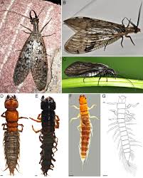 Attēlu rezultāti vaicājumam “Megaloptera”