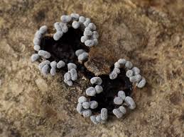 Attēlu rezultāti vaicājumam “Physarum compressum”