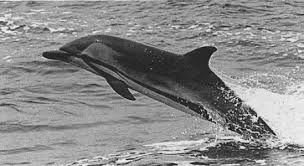 Image result for Stenella coeruleoalba