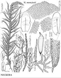 Attēlu rezultāti vaicājumam “Neckera”