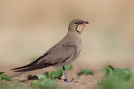 Image result for Glareola pratincola