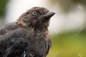 Attēlu rezultāti vaicājumam “Corvus cornix juvenile”