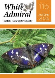 Attēlu rezultāti vaicājumam “Dienerella elongata”