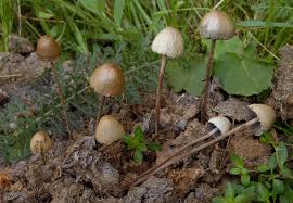 Attēlu rezultāti vaicājumam “Panaeolus papilionaceus”