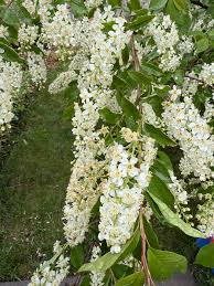 Attēlu rezultāti vaicājumam “Padus avium leaf”