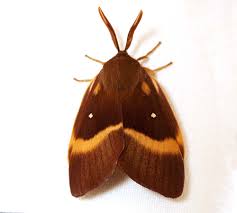 Attēlu rezultāti vaicājumam “Lasiocampa quercus”