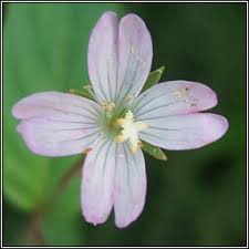Attēlu rezultāti vaicājumam “Epilobium montanum flower”