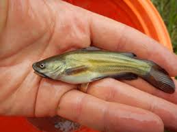 Image result for Ameiurus melas