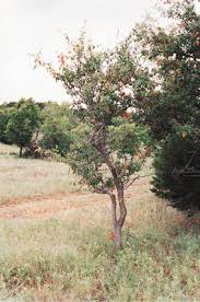 Attēlu rezultāti vaicājumam “Lycogala botrydium”