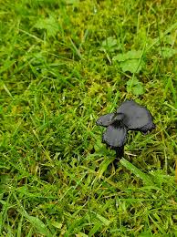 Attēlu rezultāti vaicājumam “Hymenoscyphus fructigenus var. coryli”