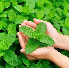 Attēlu rezultāti vaicājumam “Mentha x piperita leaf”