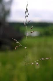 Attēlu rezultāti vaicājumam “Festuca rubra subsp. rubra”