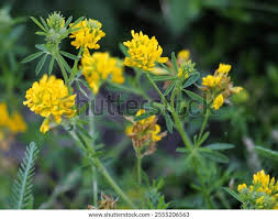 Attēlu rezultāti vaicājumam “Medicago sativa subsp. falcata”