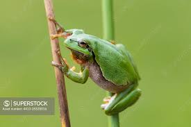 Attēlu rezultāti vaicājumam “Hyla arborea adult”