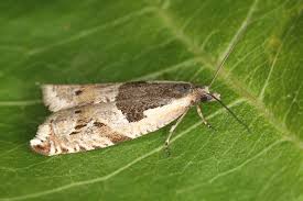 Attēlu rezultāti vaicājumam “Ancylis myrtillana”