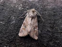 Attēlu rezultāti vaicājumam “Apamea sordens”