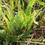 Attēlu rezultāti vaicājumam “Leontodon hispidus leaf”