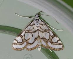 Attēlu rezultāti vaicājumam “Nymphula nitidulata”